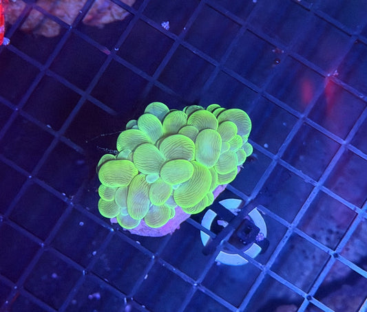 Bubble clearance