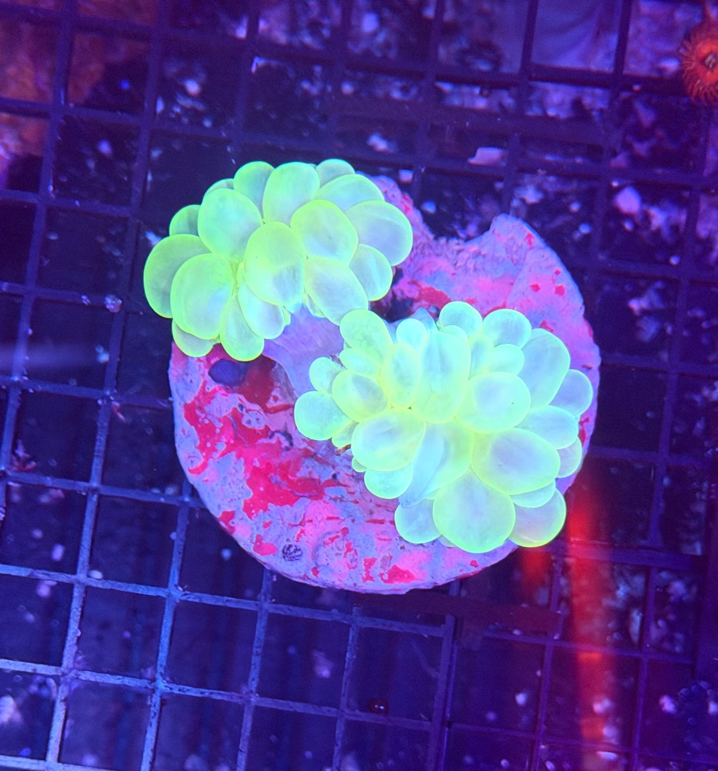 Bubble clearance