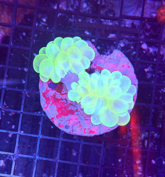 Bubble clearance