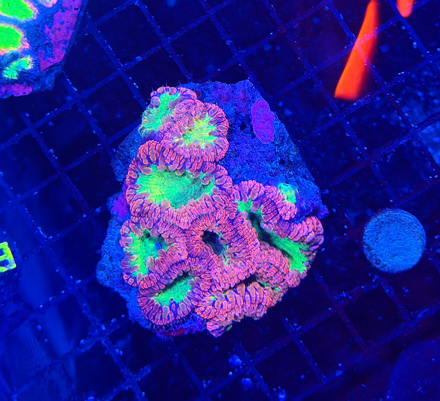 Rainbow Blasto