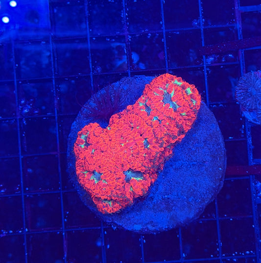 Rainbow Blasto