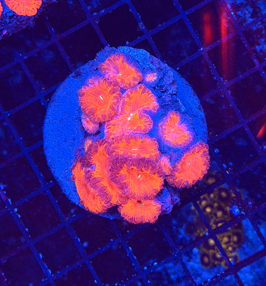 Rainbow Blasto