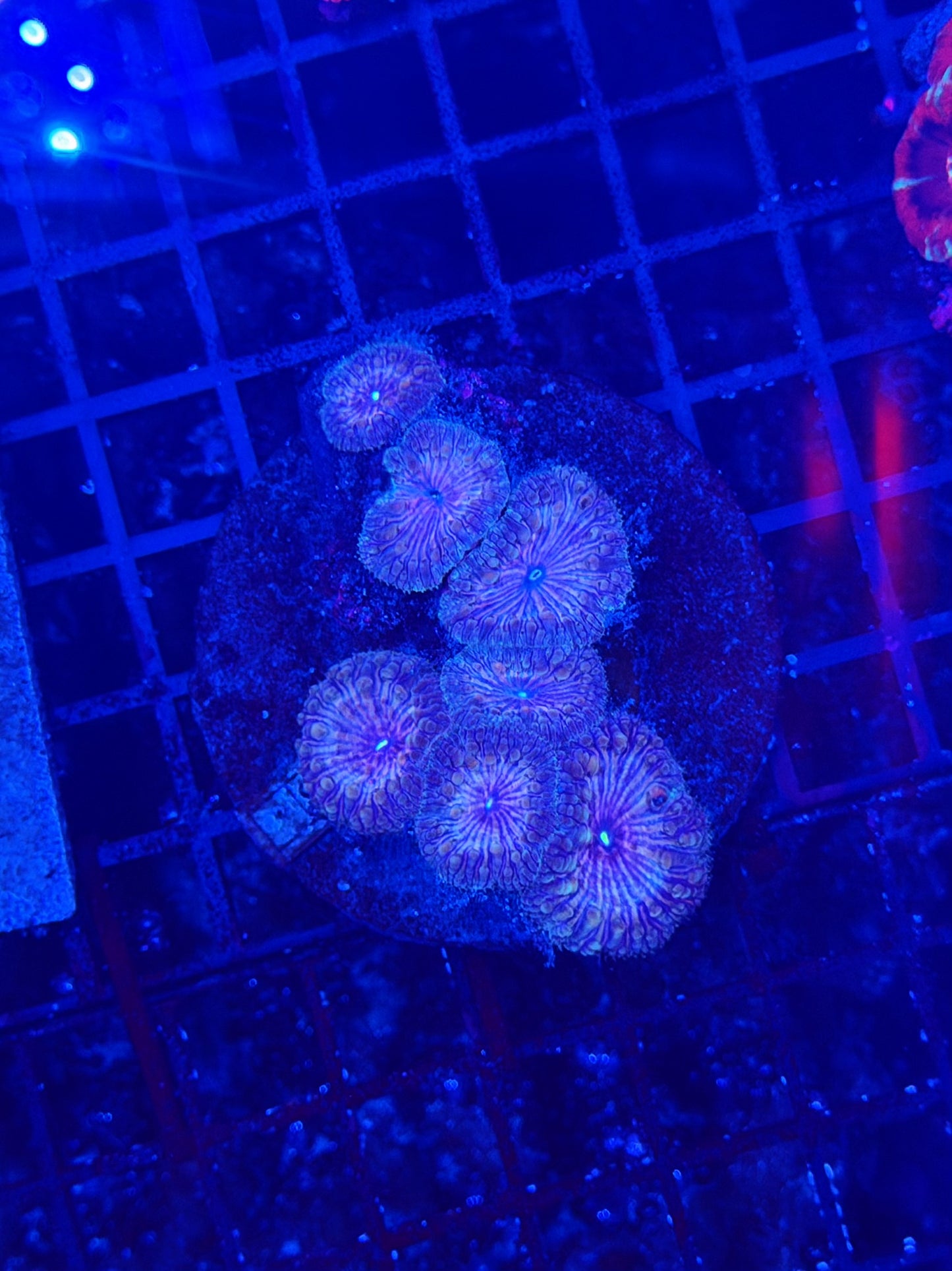 Rainbow Blasto
