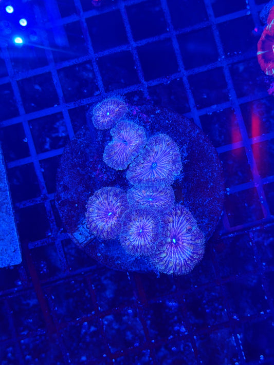 Rainbow Blasto