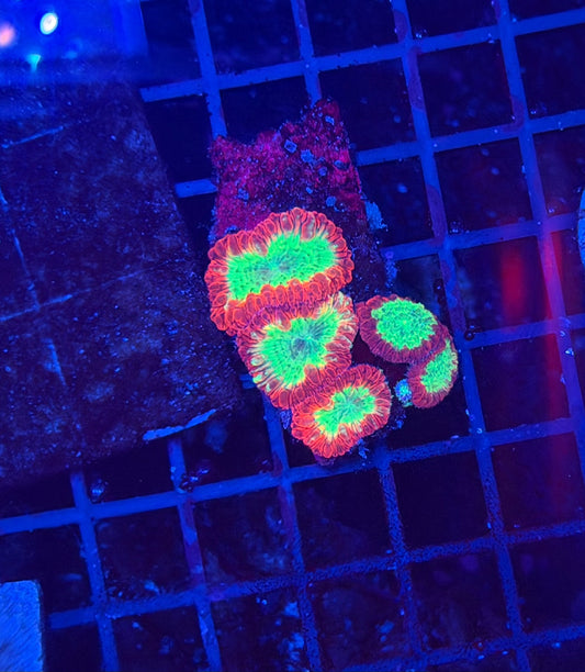 Rainbow Blasto