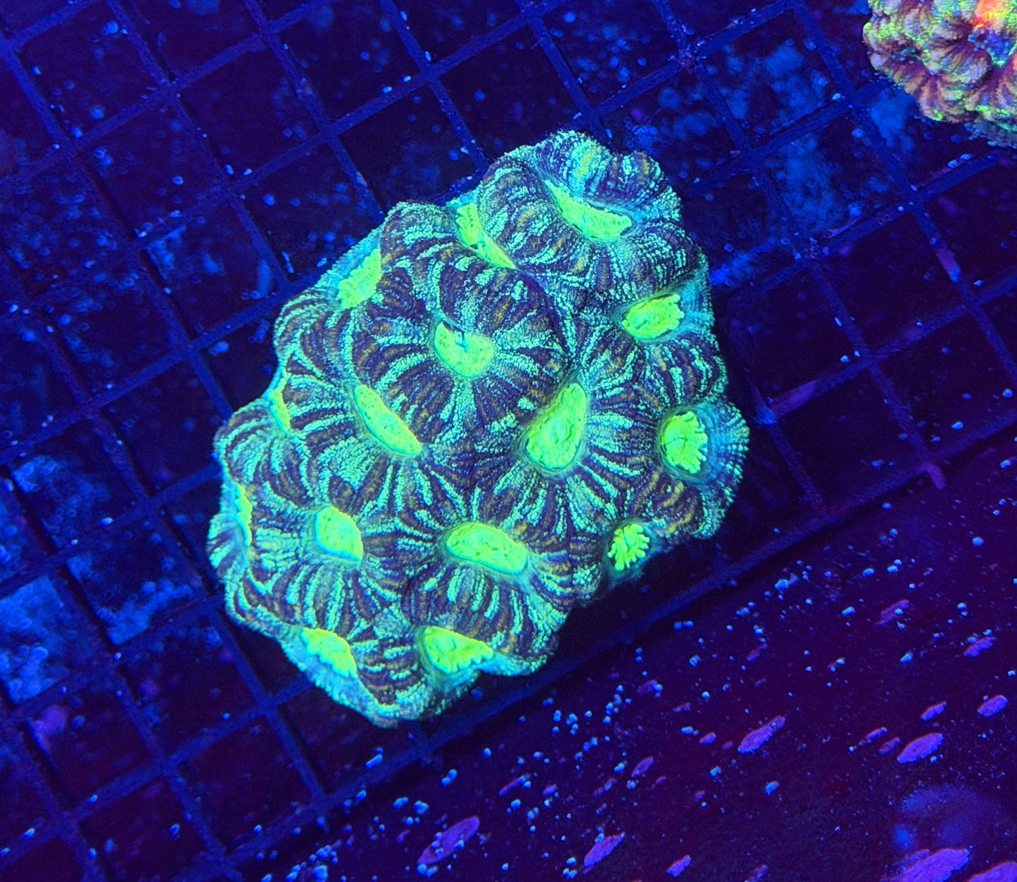 Asian acan