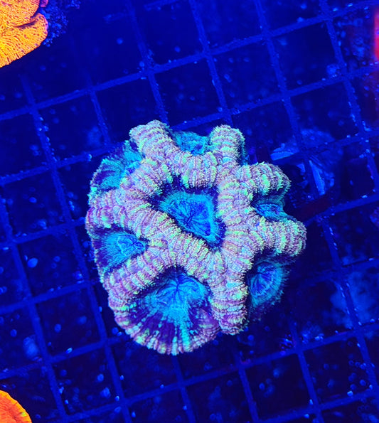 Asian acan S