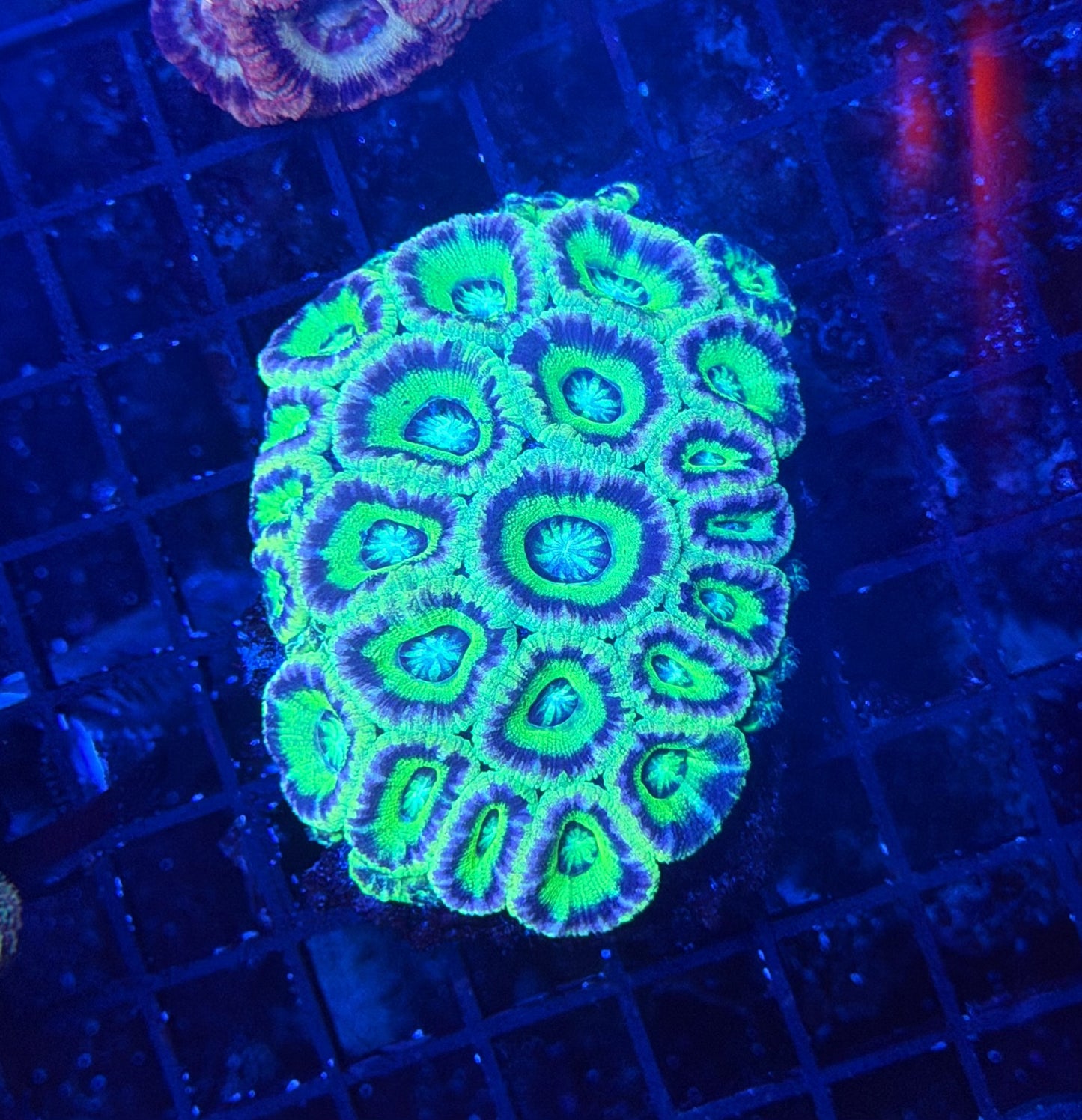 Asian acan