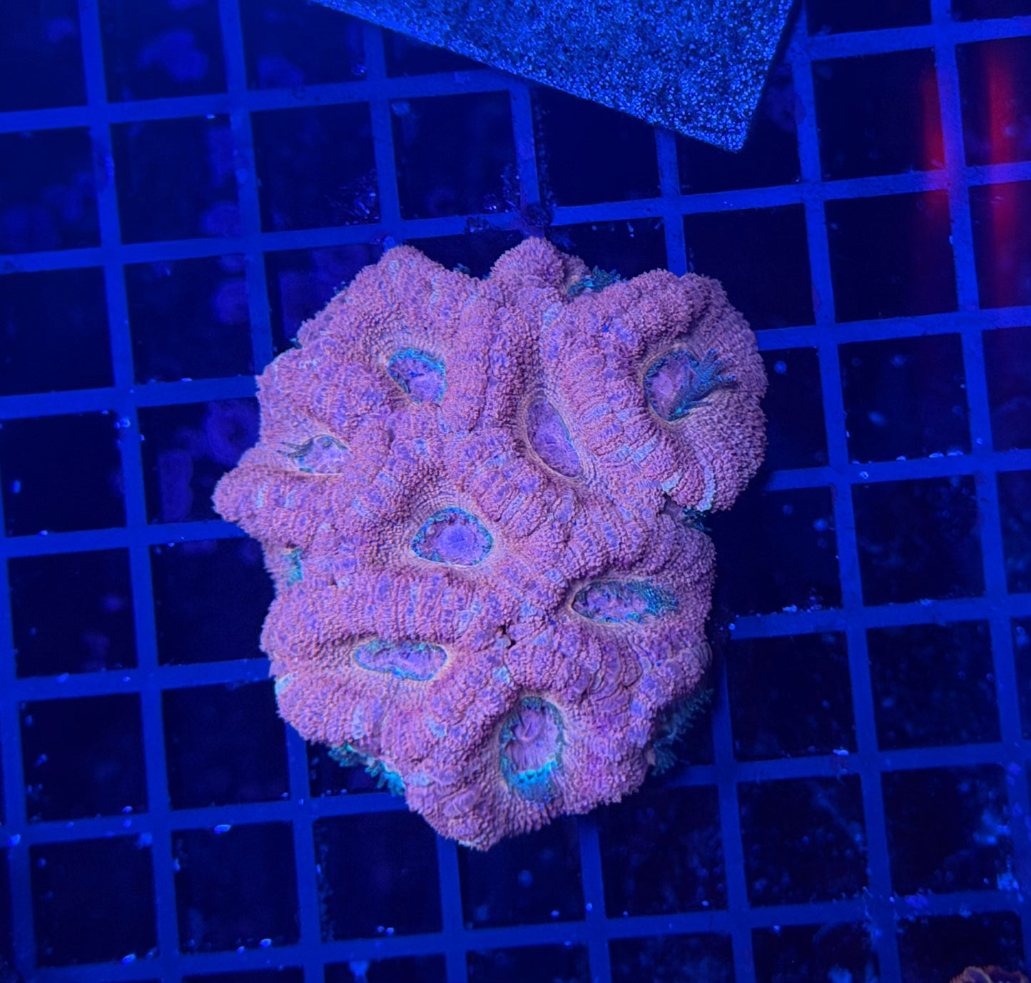 Asian acan peach