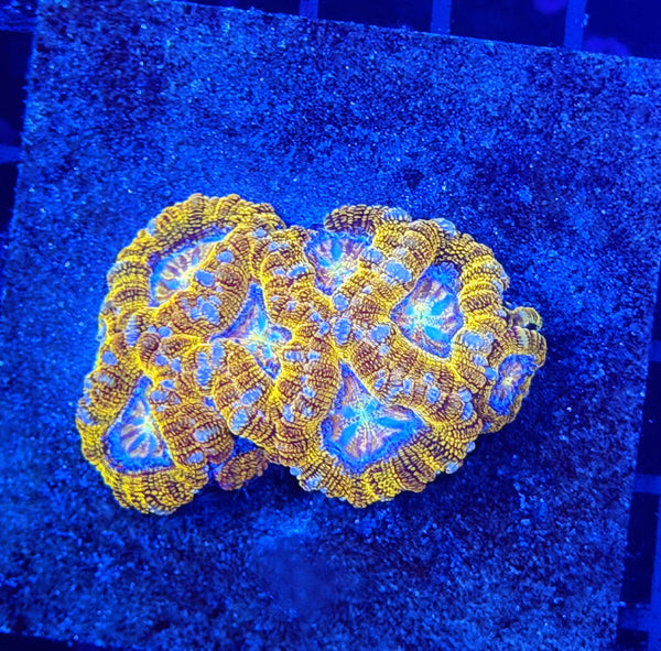Glitter Asian acan