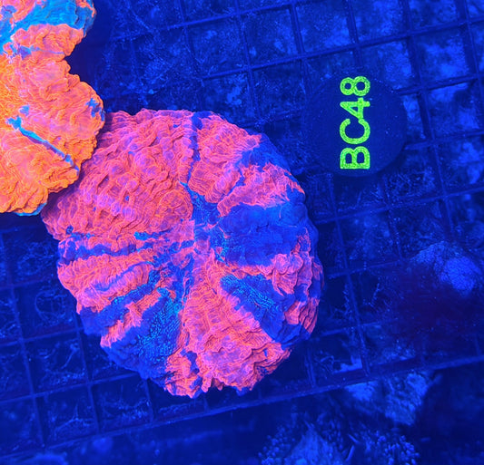 Rainbow acantho