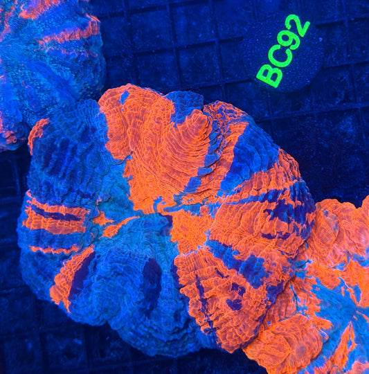Rainbow acantho