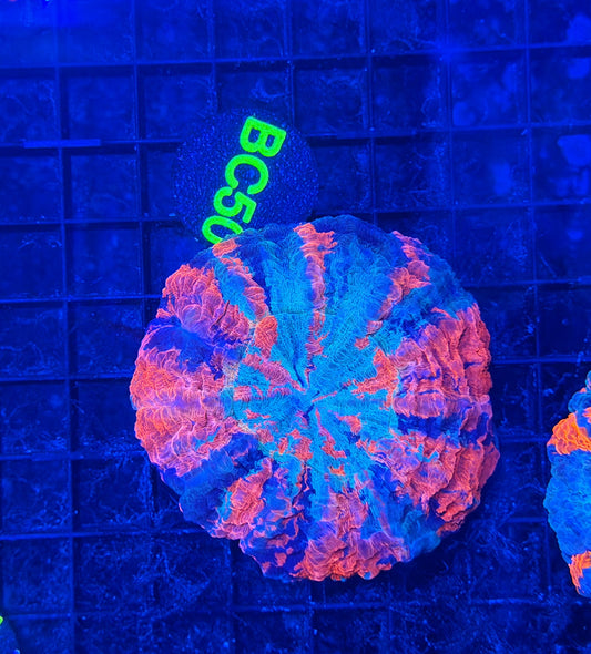 Rainbow acantho