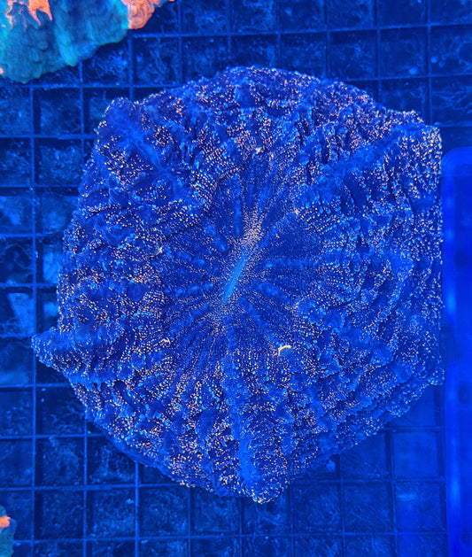 Rainbow acantho