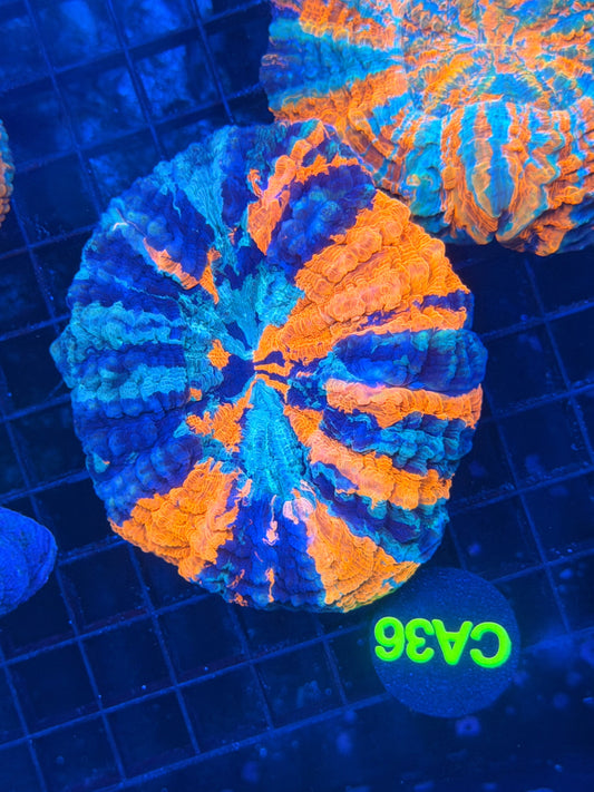 Rainbow acantho