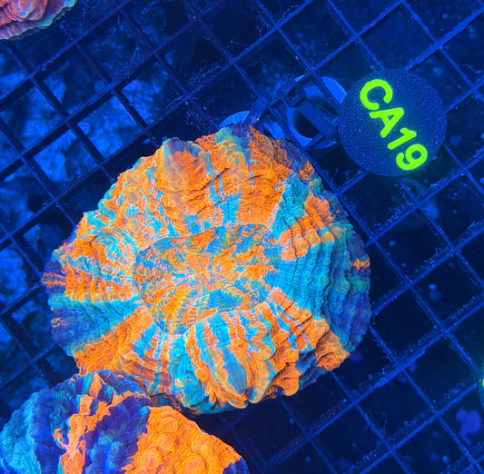 Rainbow acantho