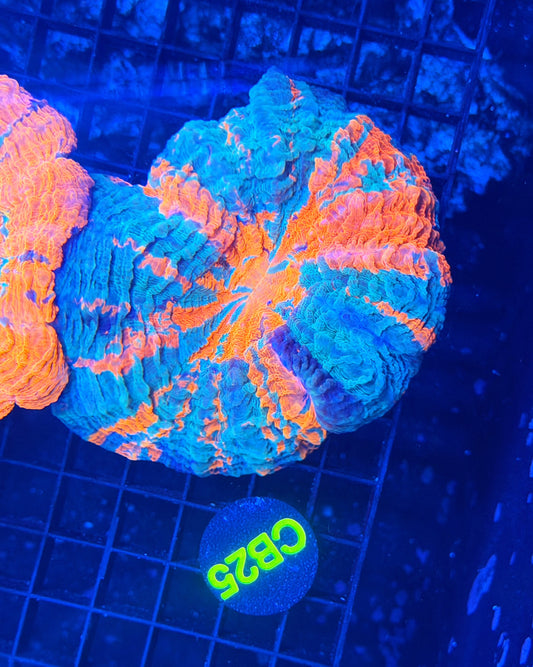 Rainbow acantho