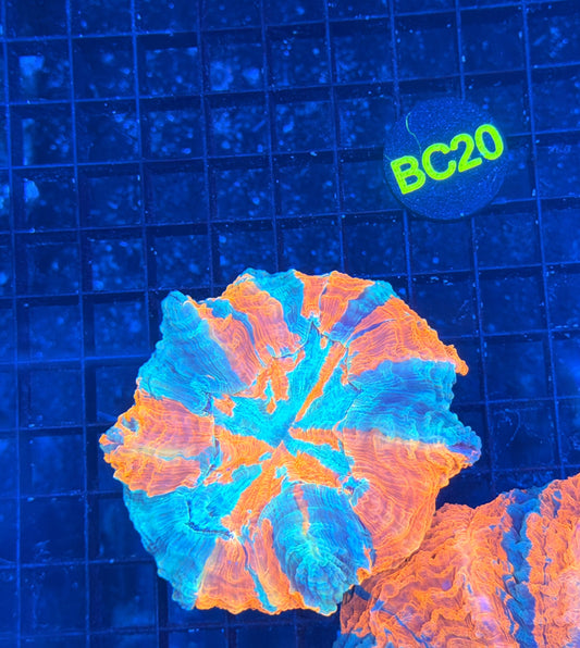 Rainbow acantho