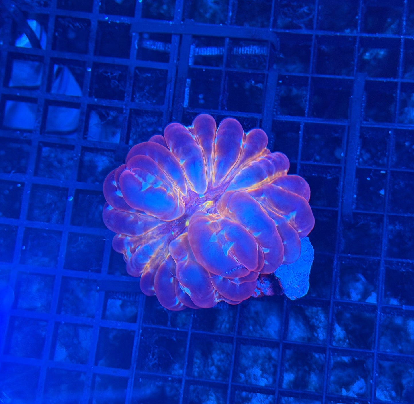Malay SP cynarina