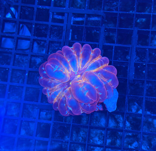 Malay SP cynarina