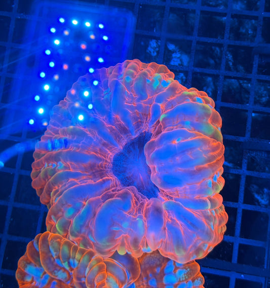 Malay SP cynarina