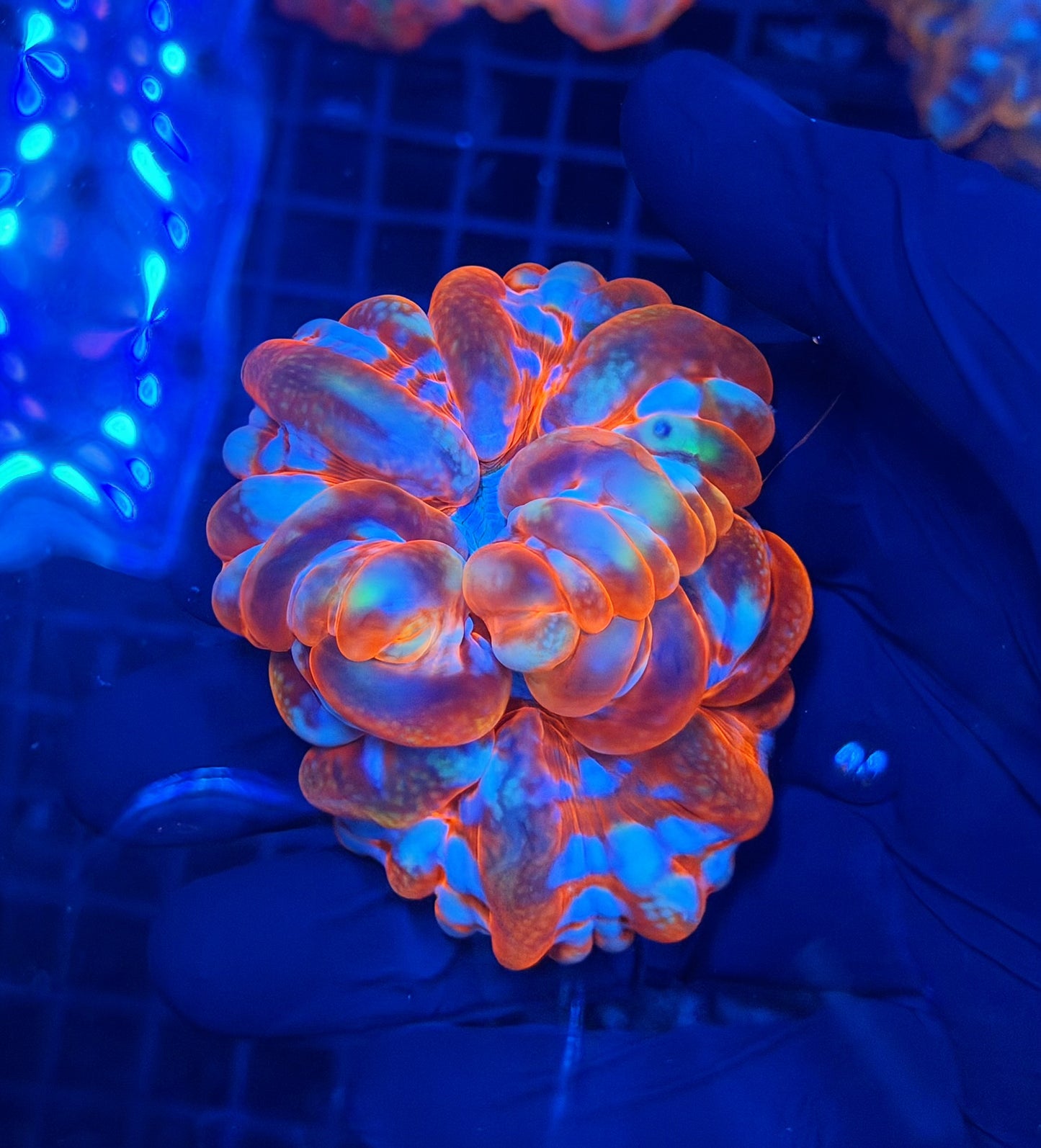 Malay SP cynarina