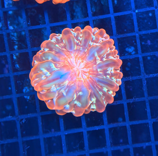 Malay SP cynarina