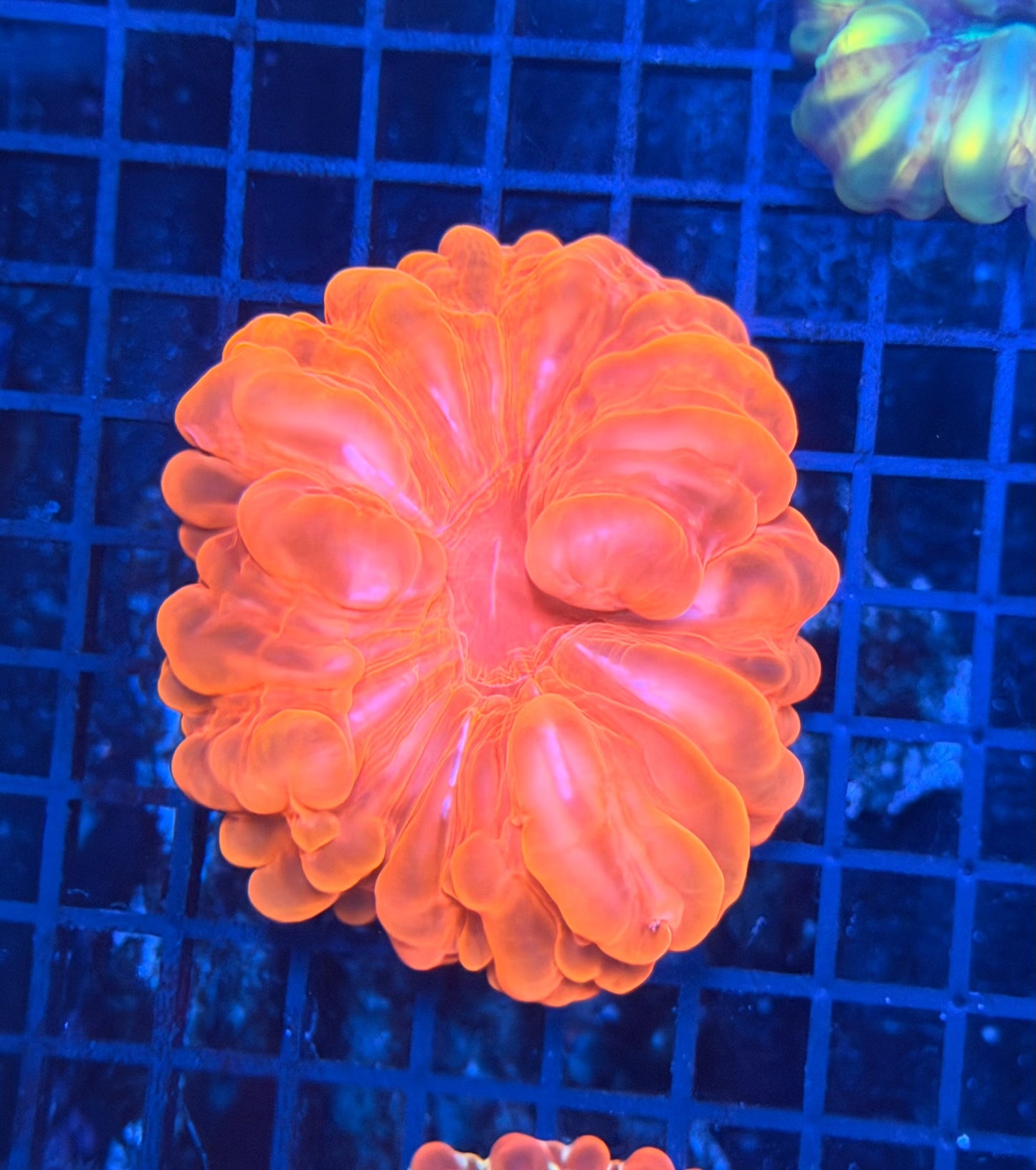 Malay SP cynarina