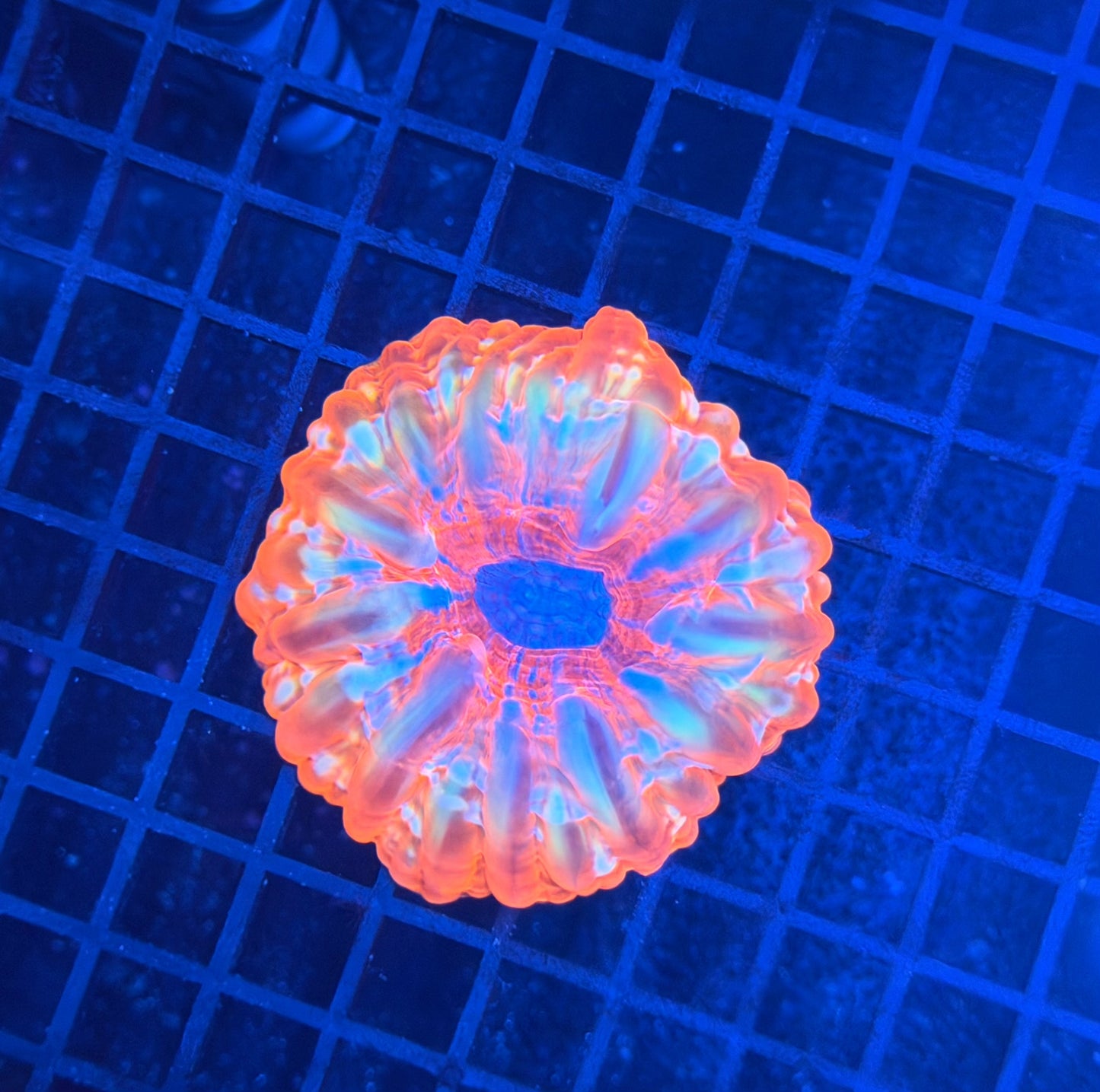 Malay SP cynarina