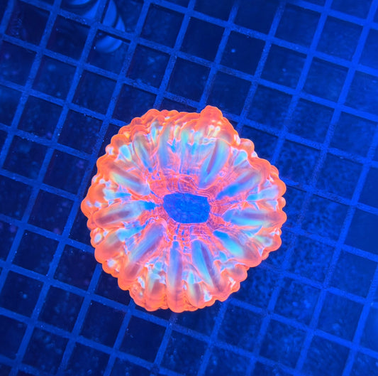 Malay SP cynarina