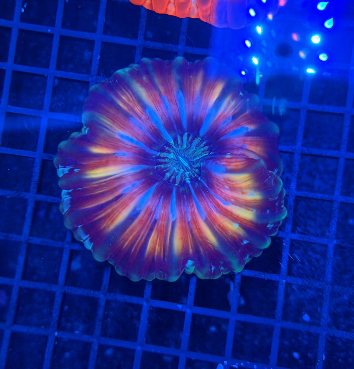 Malay SP cynarina