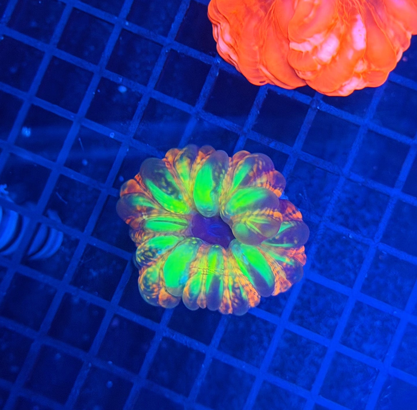 Malay SP cynarina ultra
