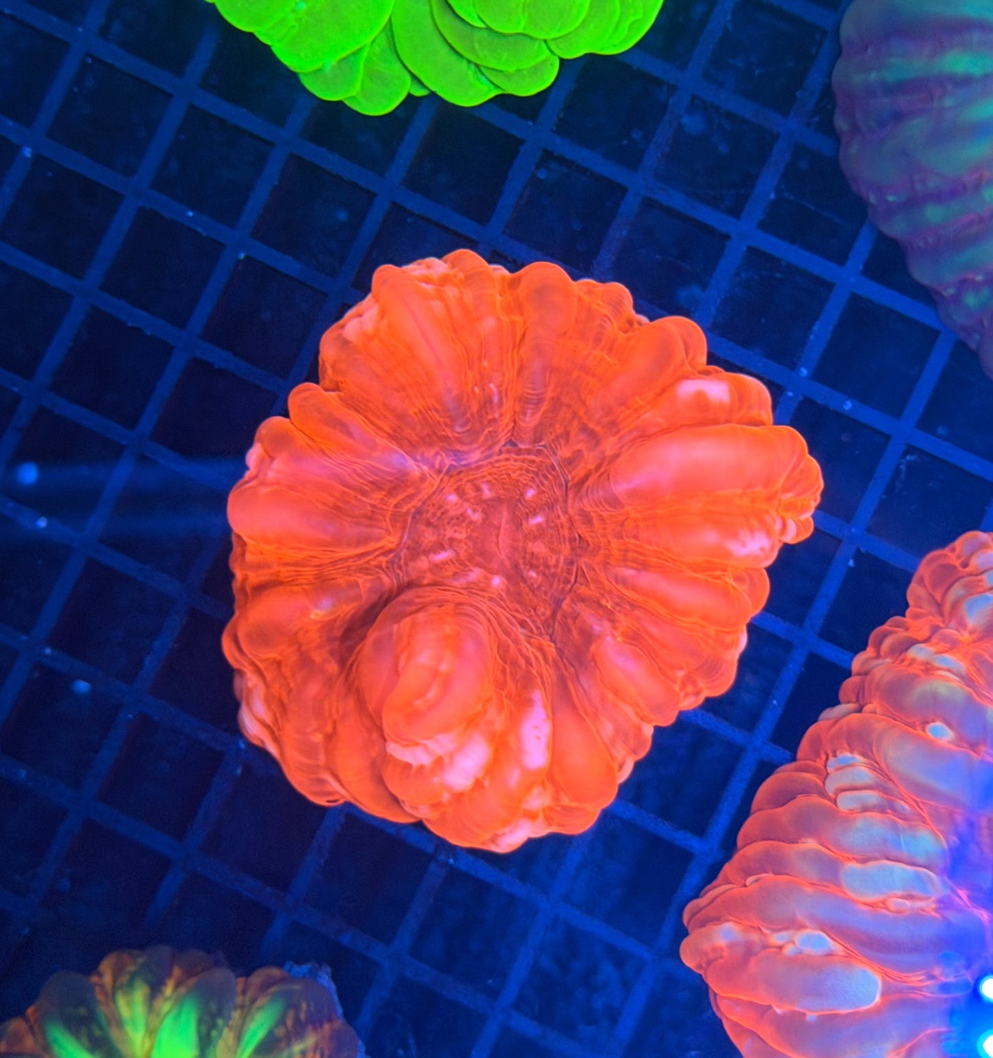 Malay SP cynarina