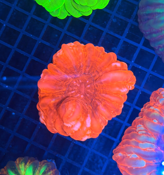 Malay SP cynarina