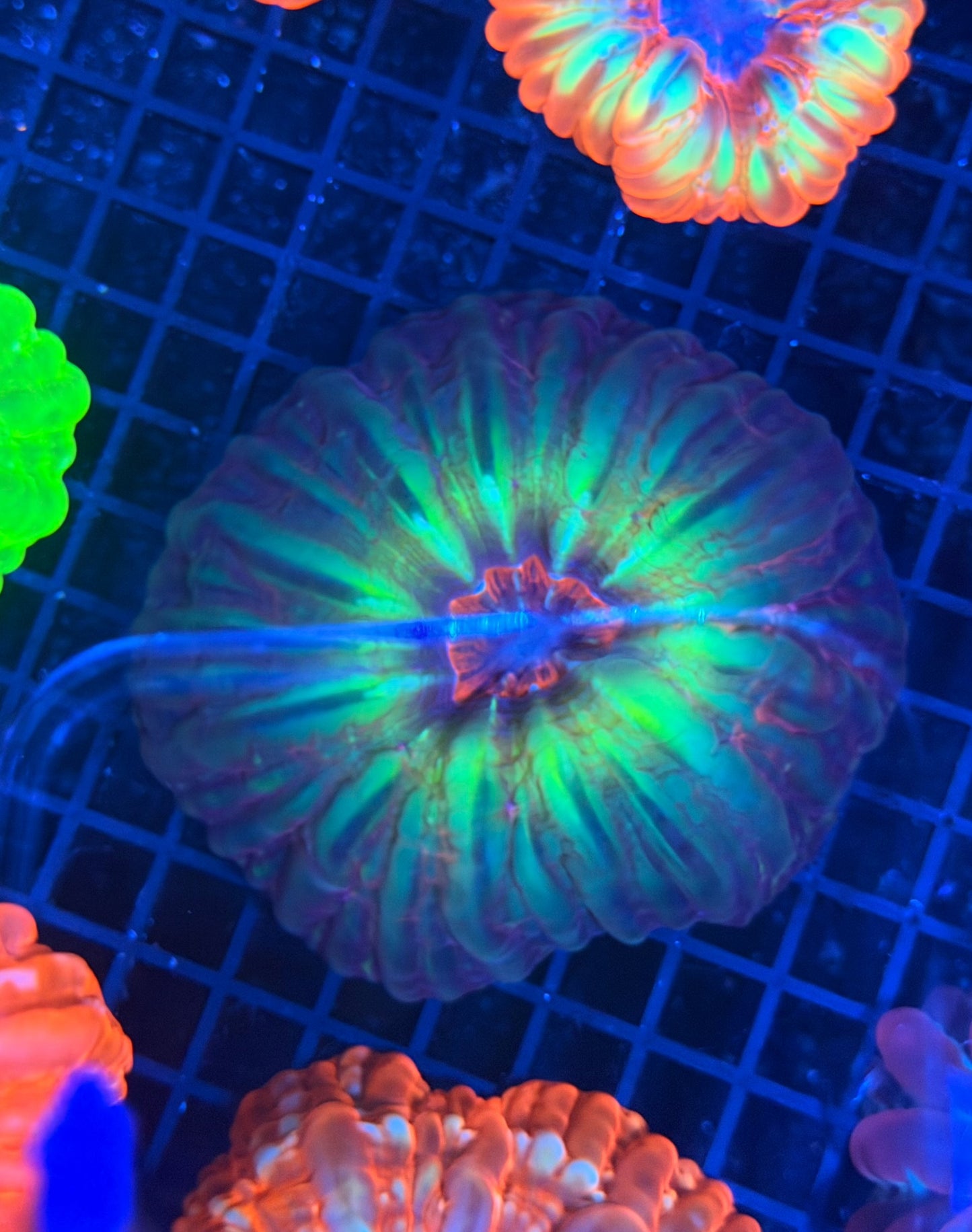 Malay SP cynarina