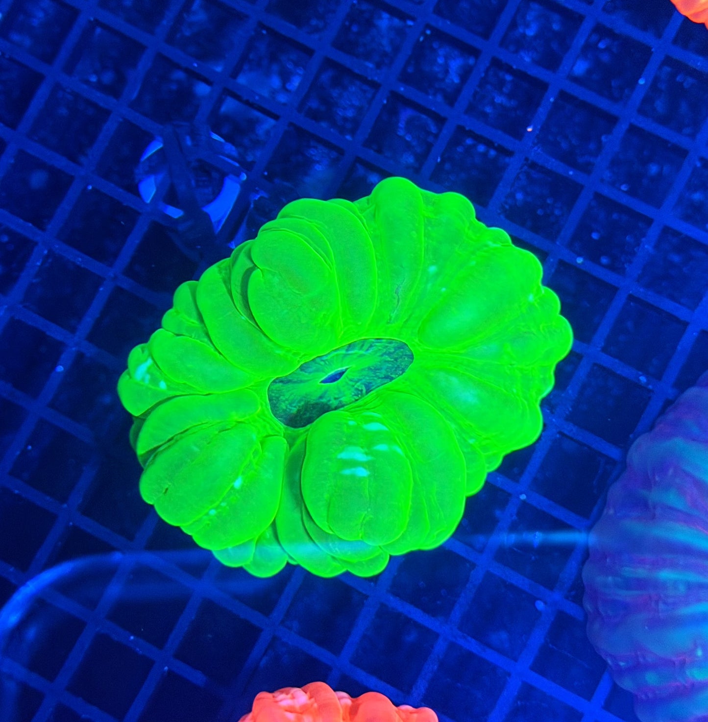 Malay SP cynarina Neon