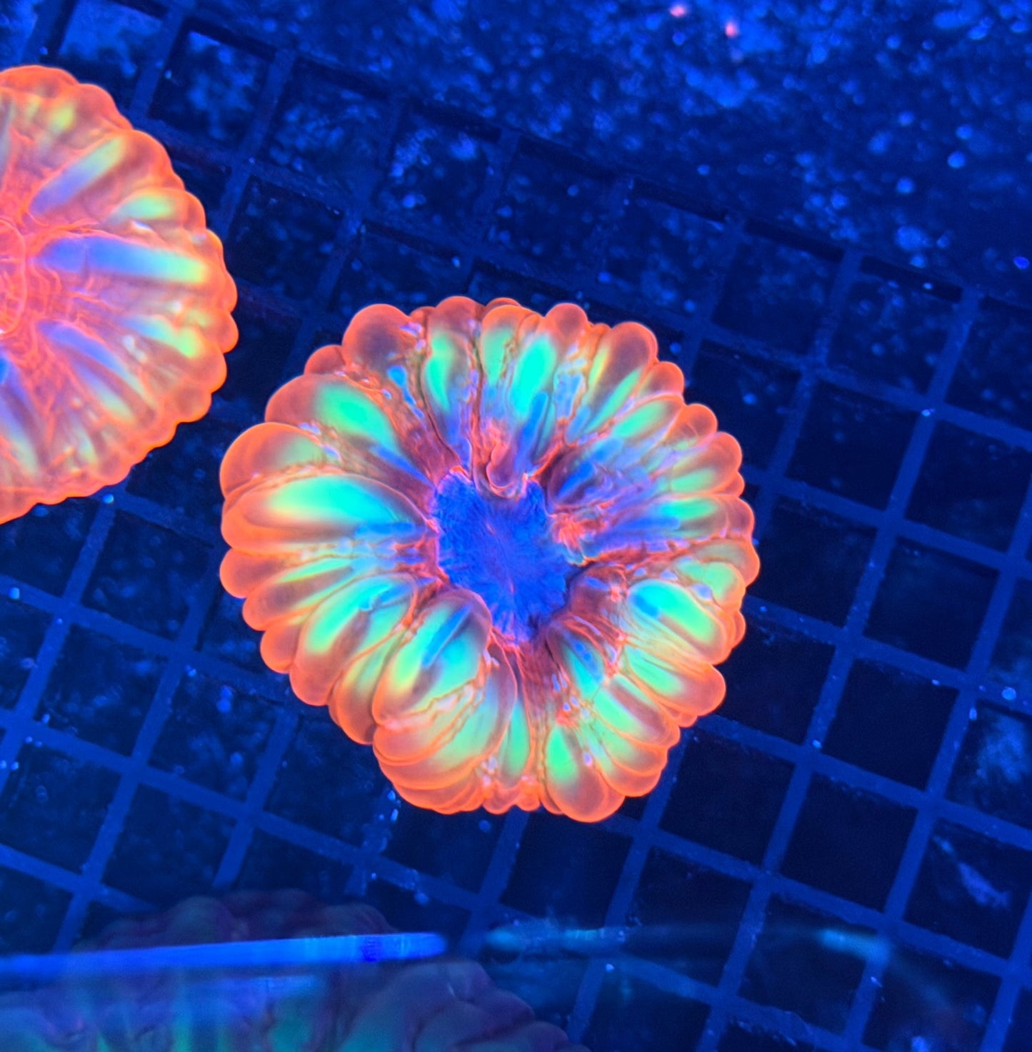 Malay SP cynarina