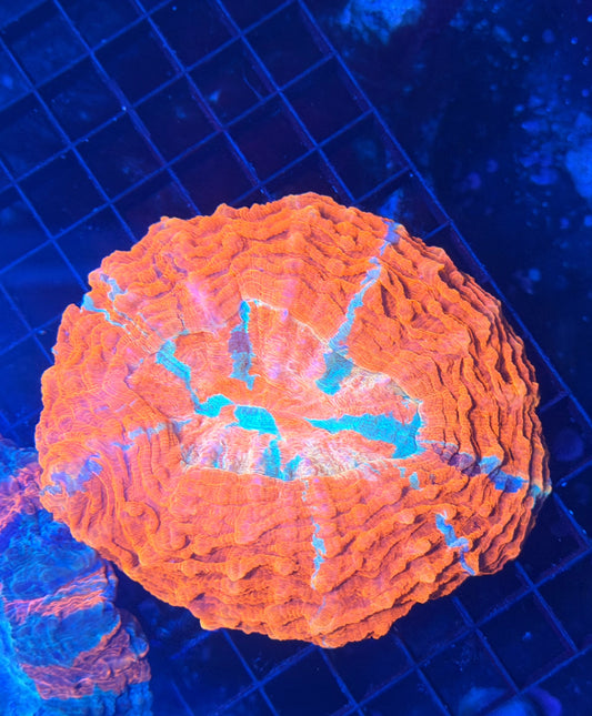 Rainbow acantho