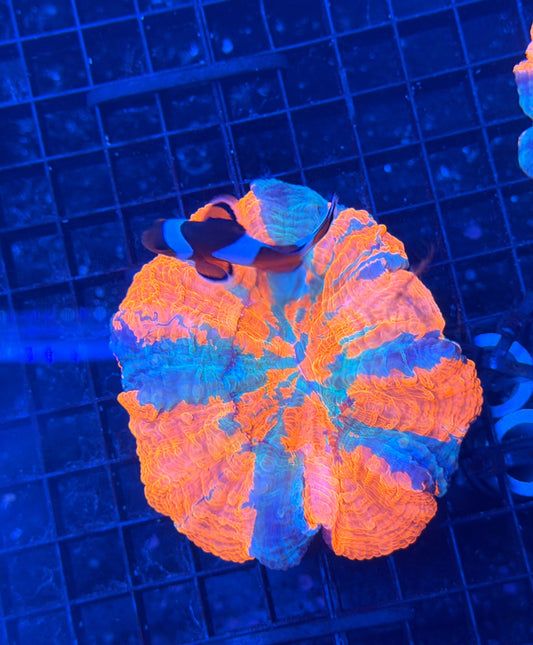 Rainbow acantho