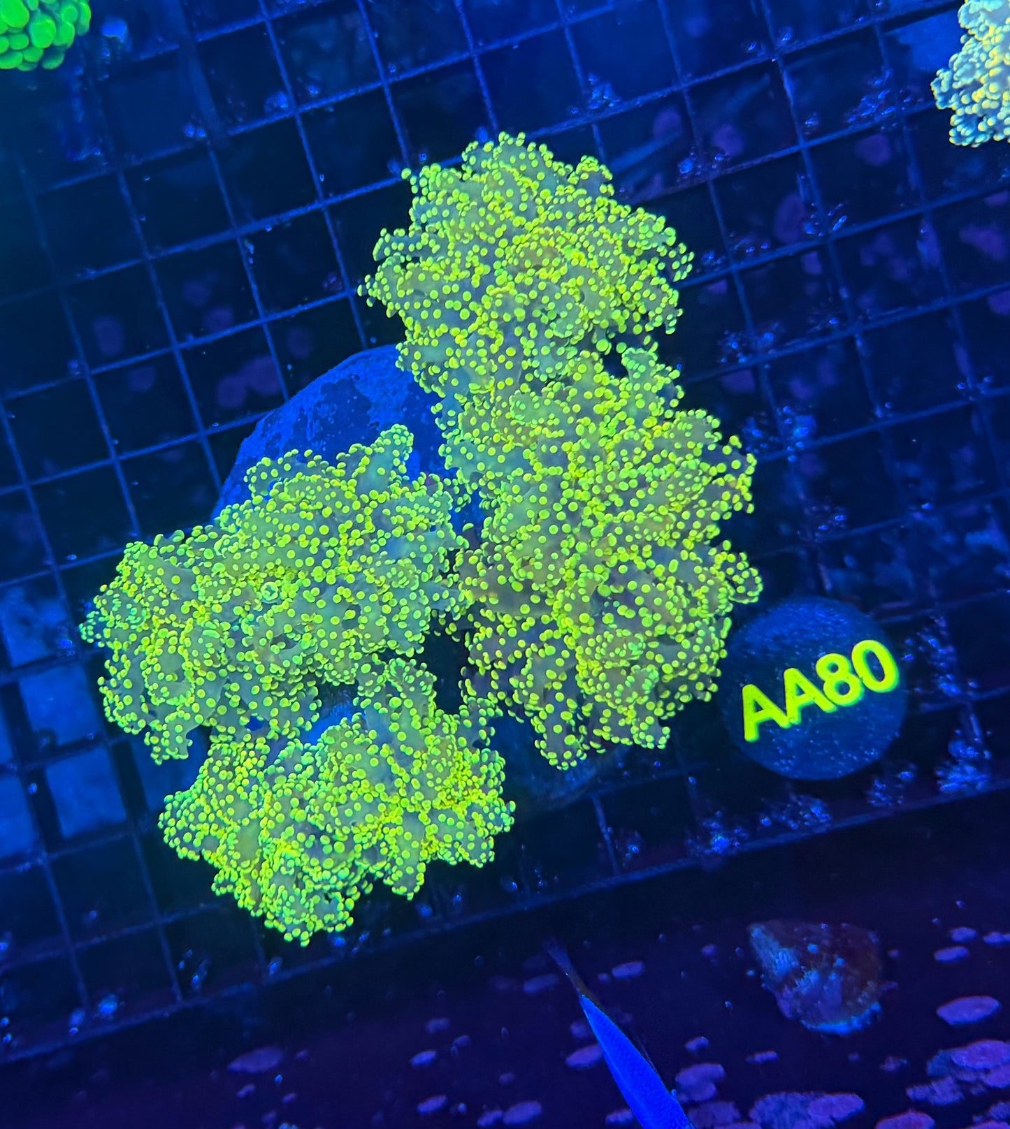 SP frogspawn colony