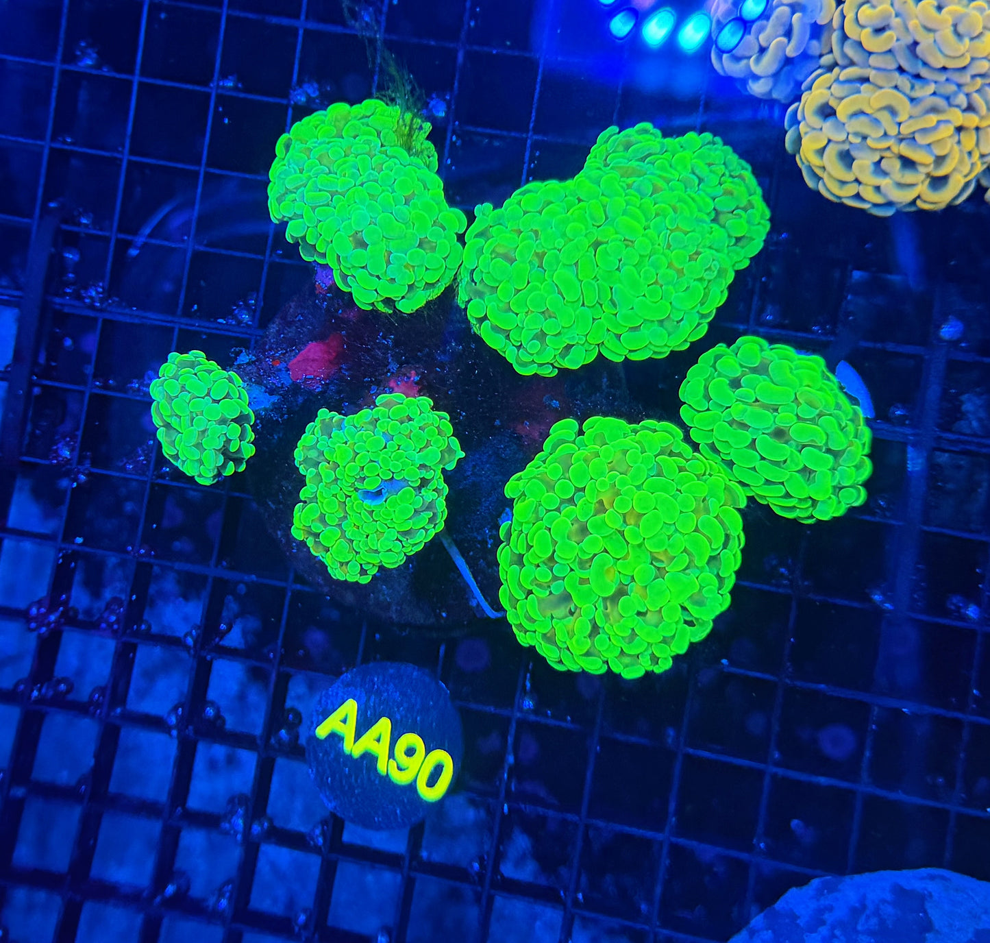 SP hammer colony