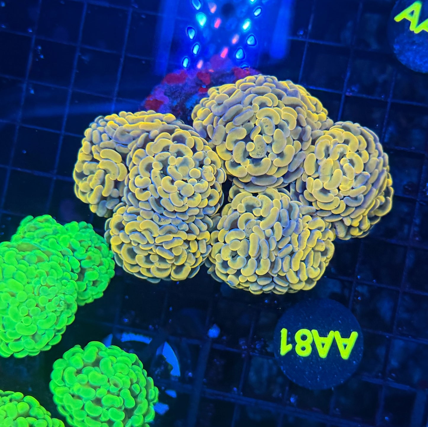 SP hammer colony