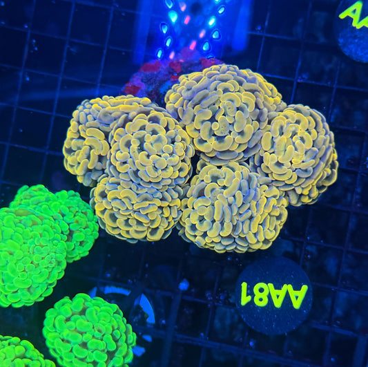 SP hammer colony