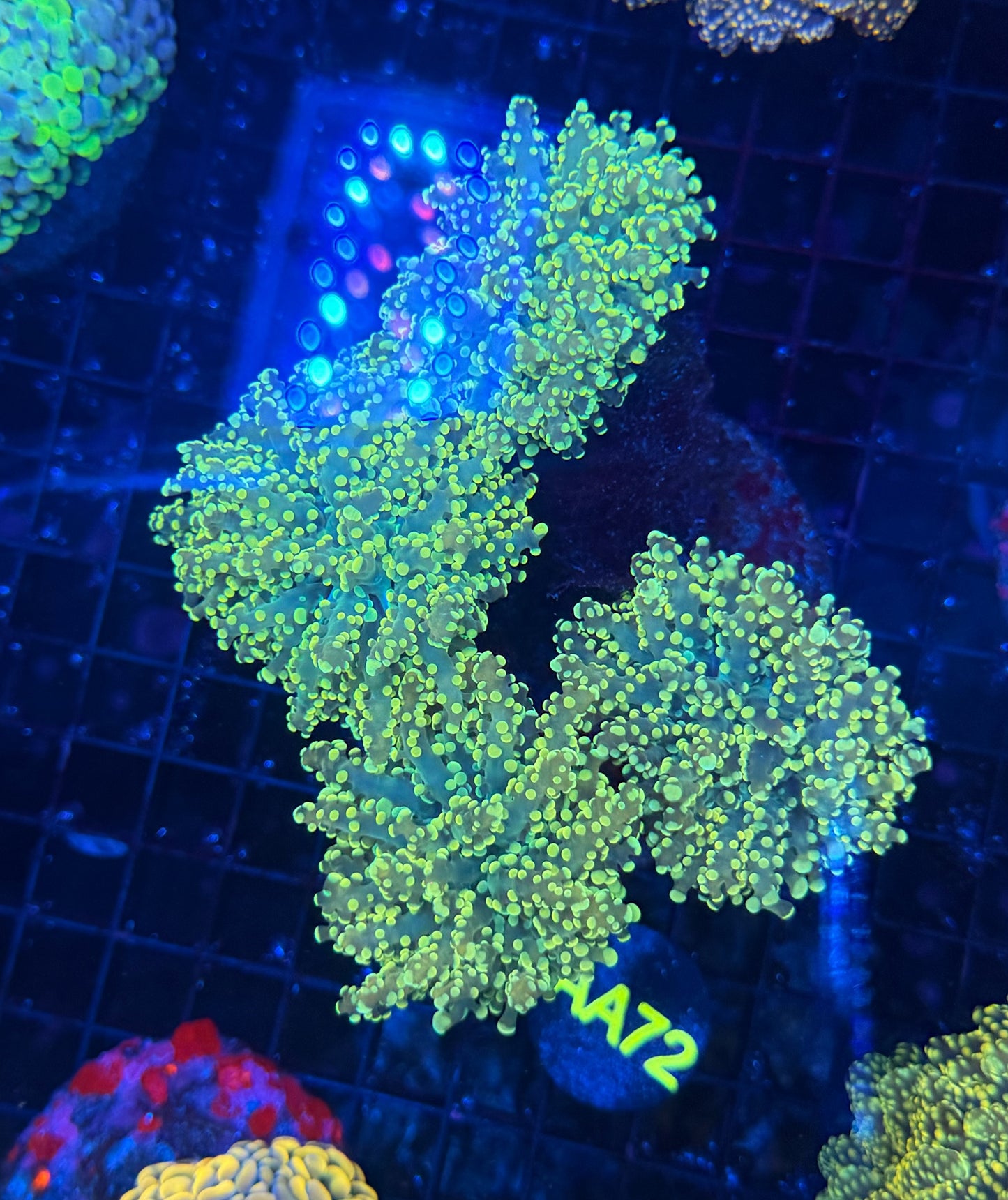 SP frogspawn colony