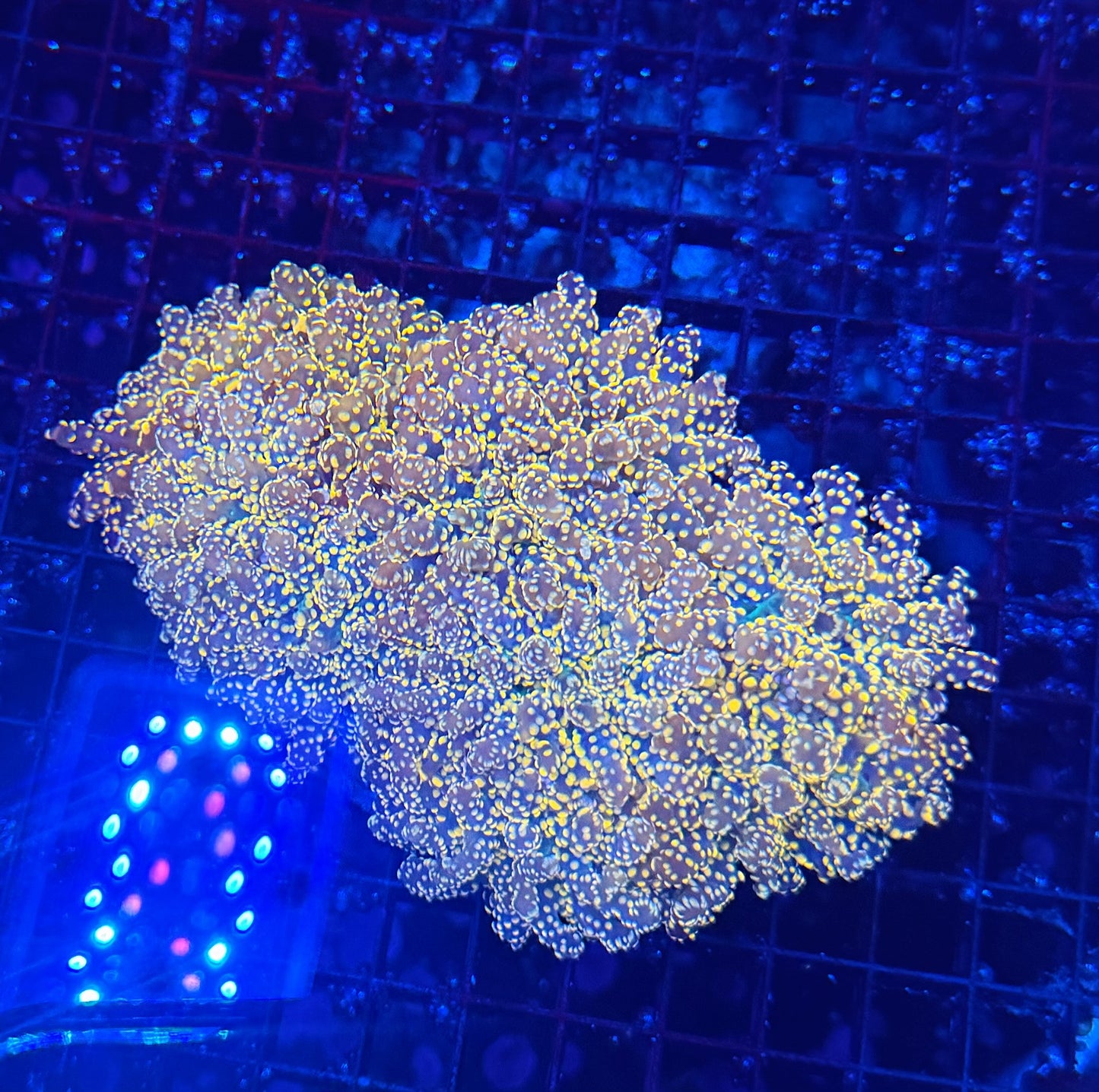 SP frogspawn colony