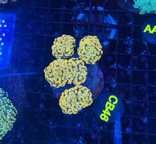 SP hammer colony