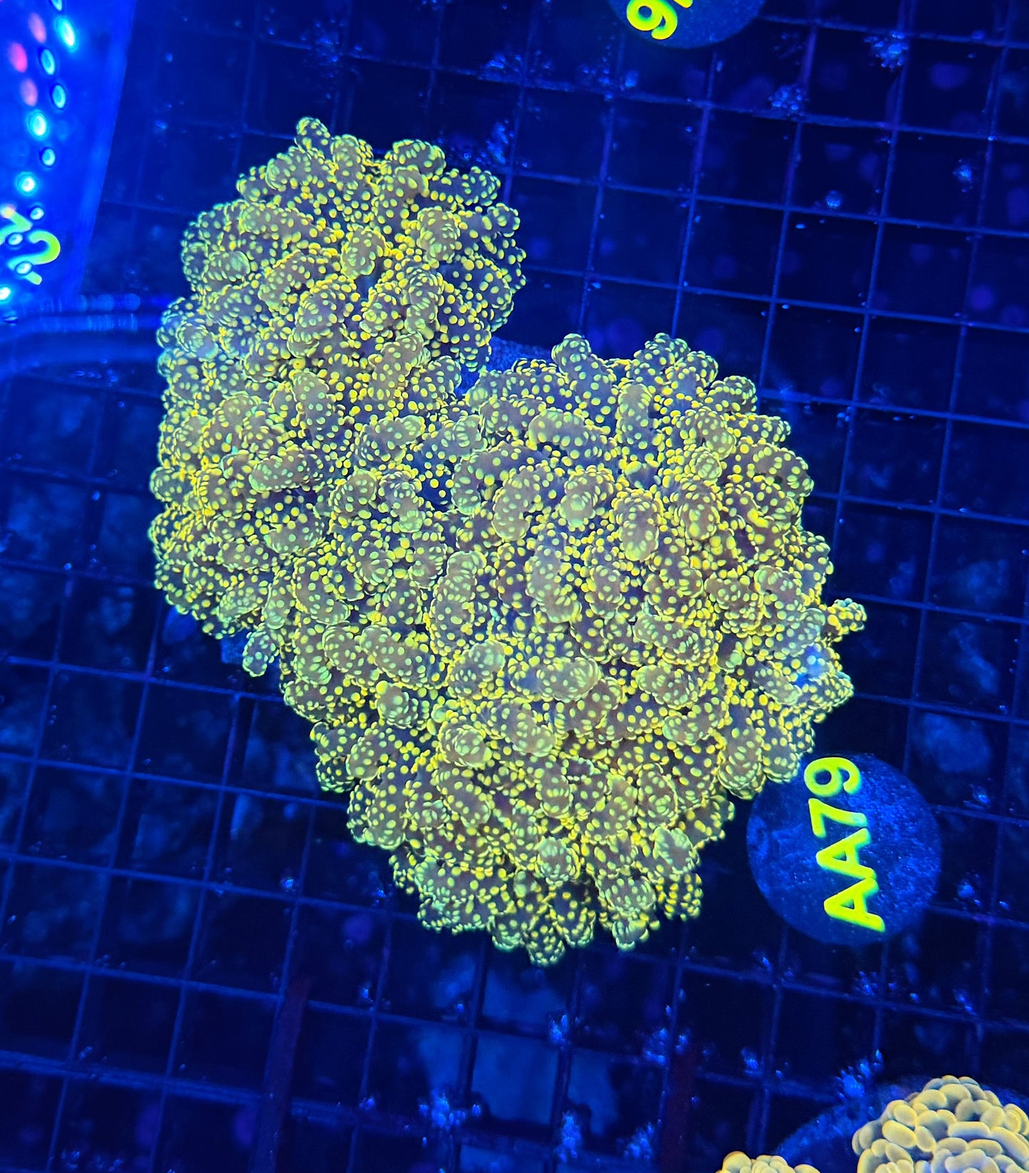 SP frogspawn colony