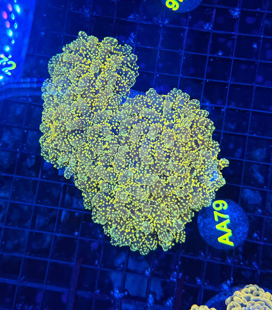 SP frogspawn colony