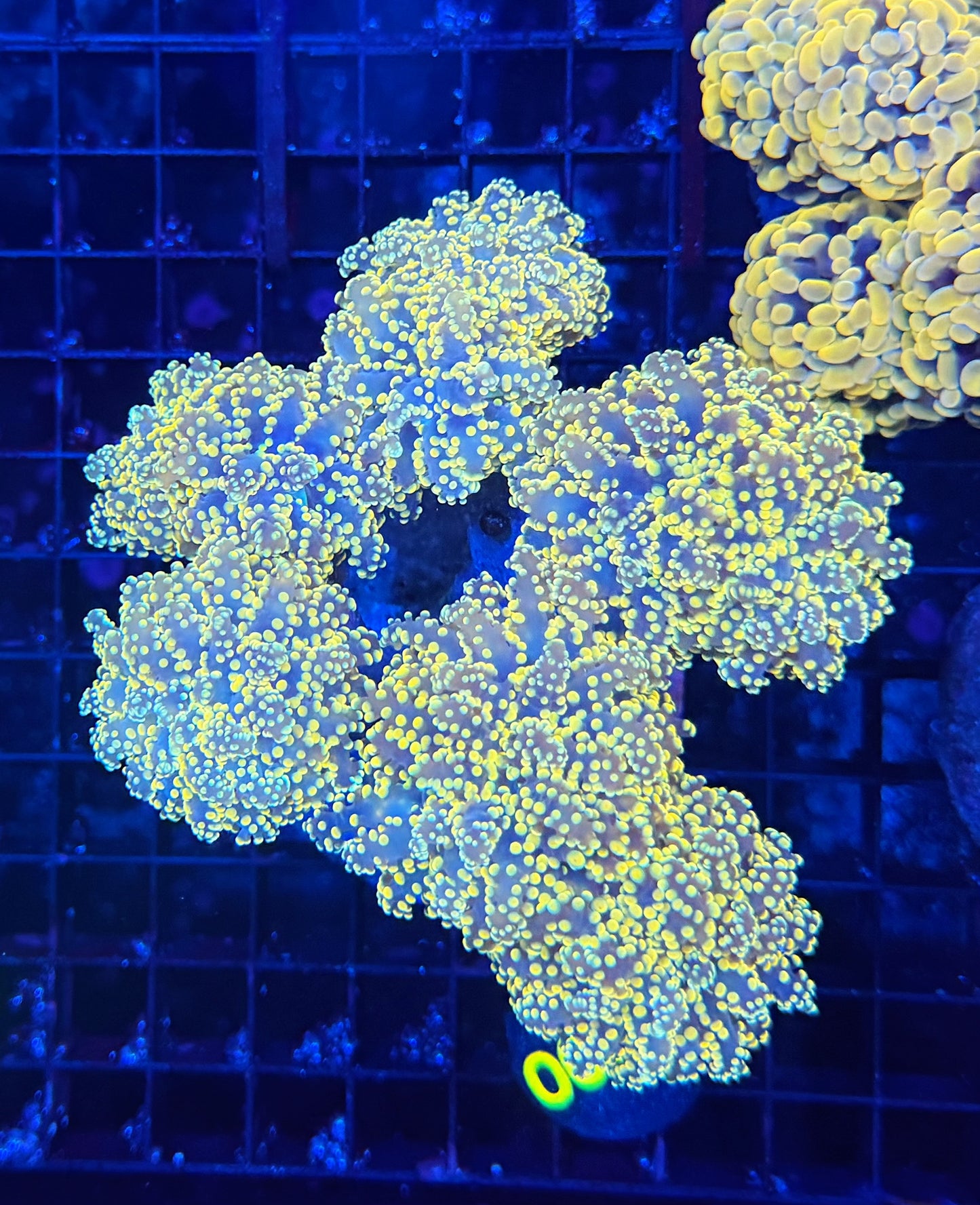 SP frogspawn colony