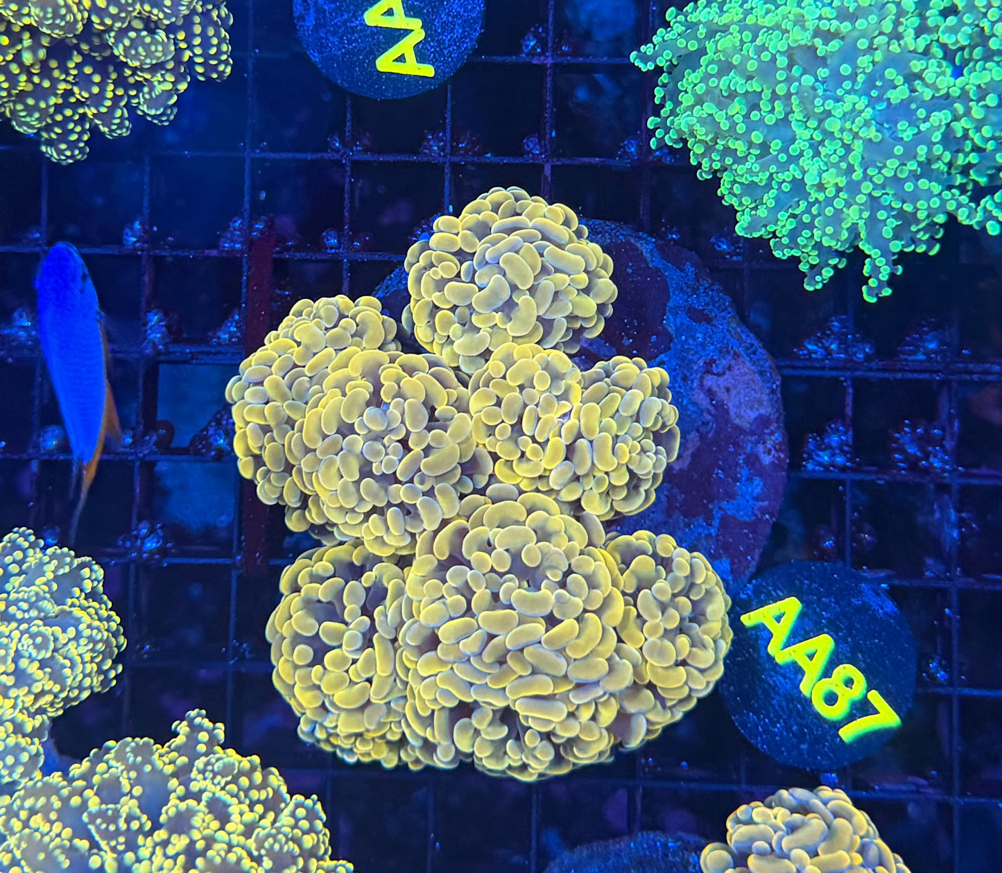 SP hammer colony